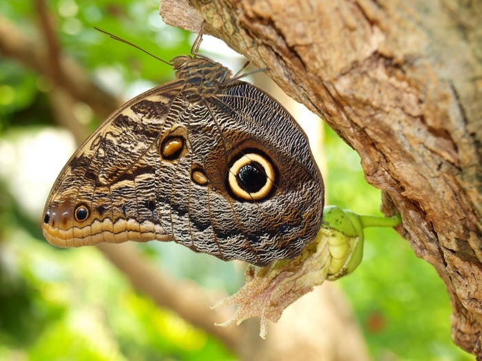 Owl butterfly on a tree branch