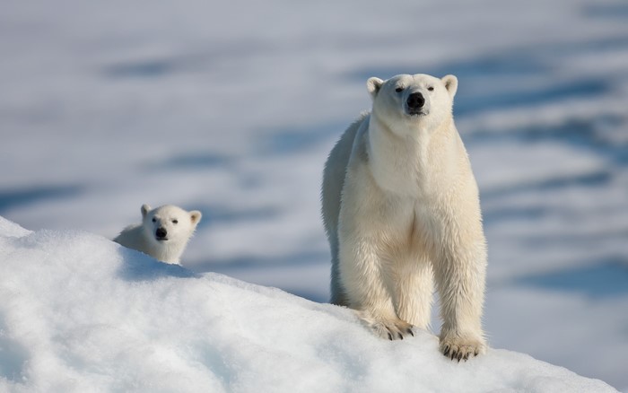 Polar bear mother and cub on ice