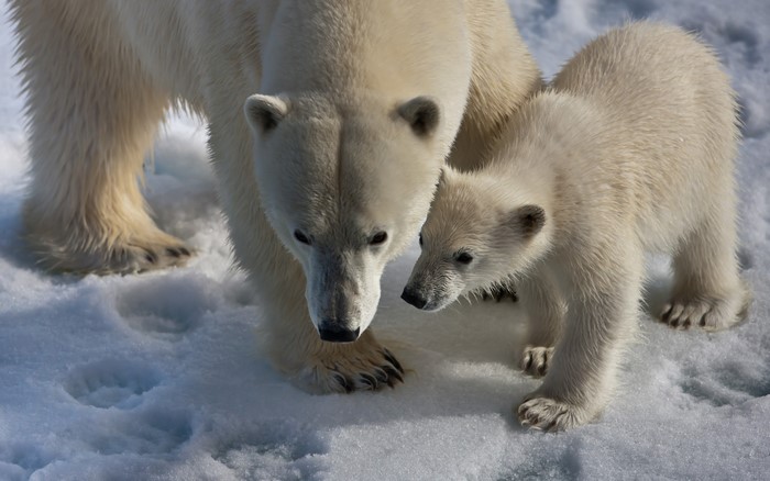 Mother and cub polar bears on snow