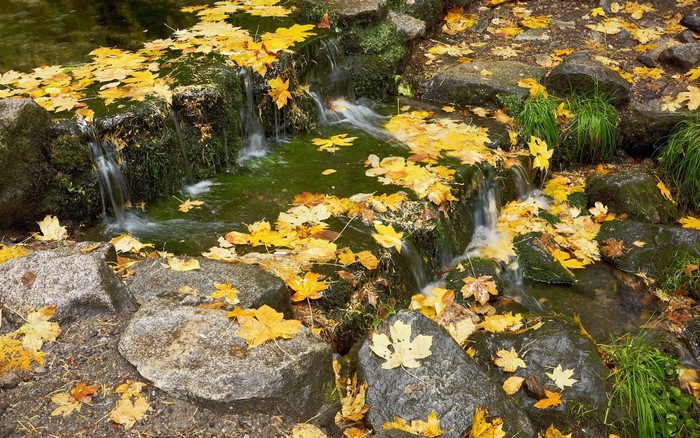 Autumn leaves on a small waterfall in a forest