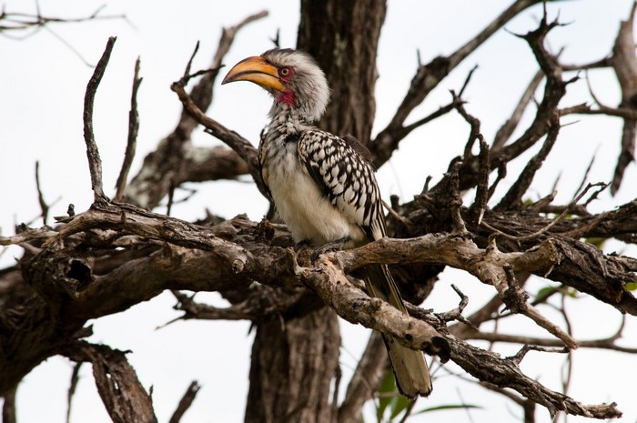 Southern Yellow-billed Hornbill perched on a tree branch