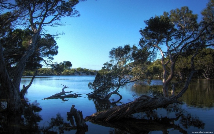Trees reflected in a calm lake under a blue sky
