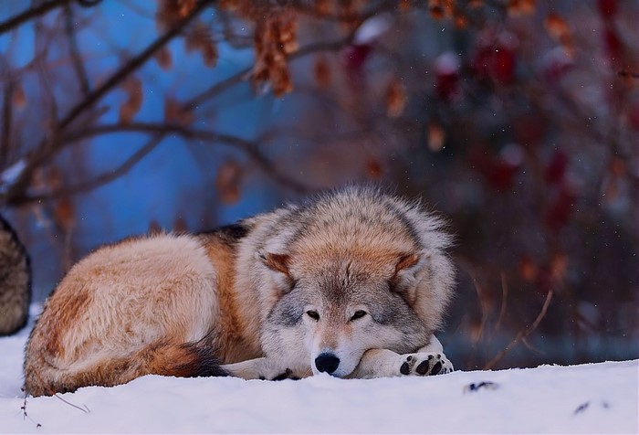 Wolf resting in the snow