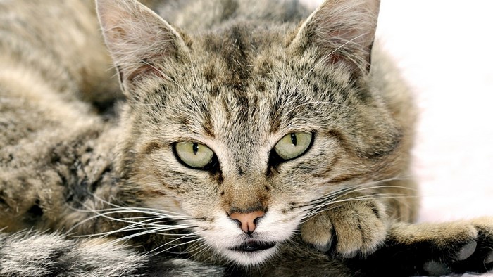 Close-up of a tabby cat's face