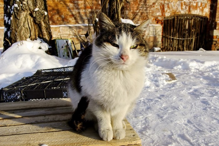 A cat sitting on a wooden surface in the snow