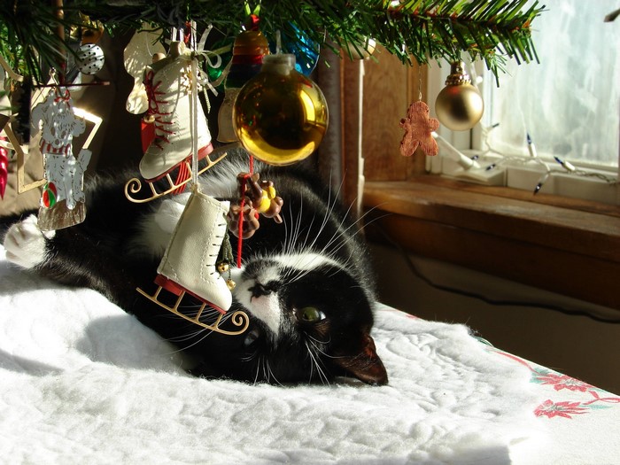 Black and white cat under Christmas tree