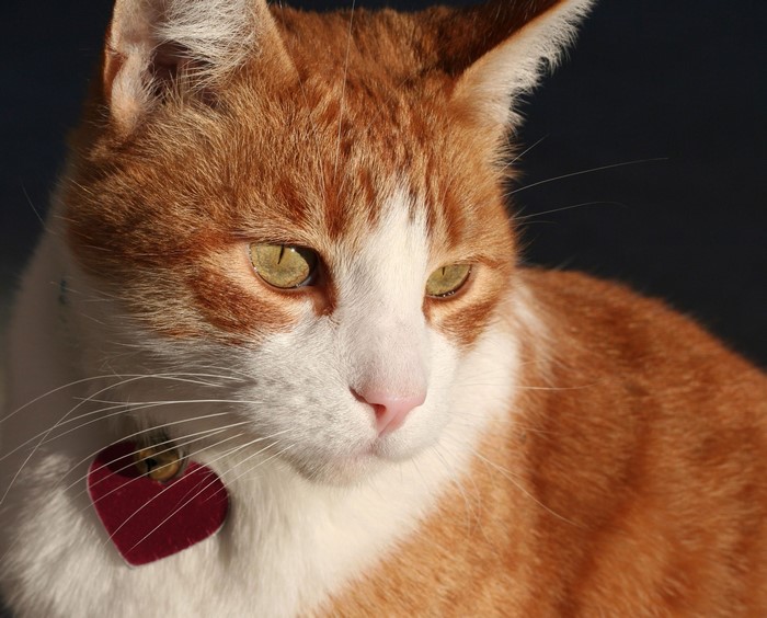 Orange and white cat with a heart-shaped tag