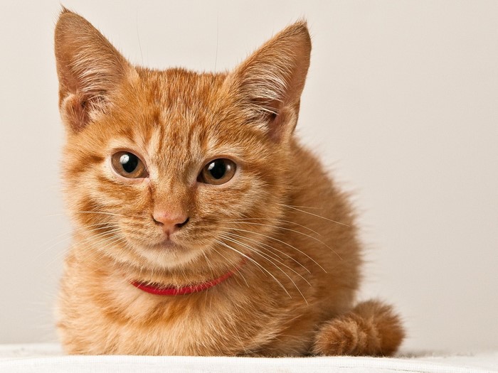 Orange tabby kitten with red collar