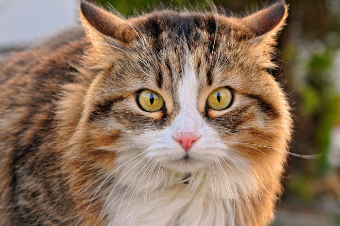 Close-up of a calico cat's face