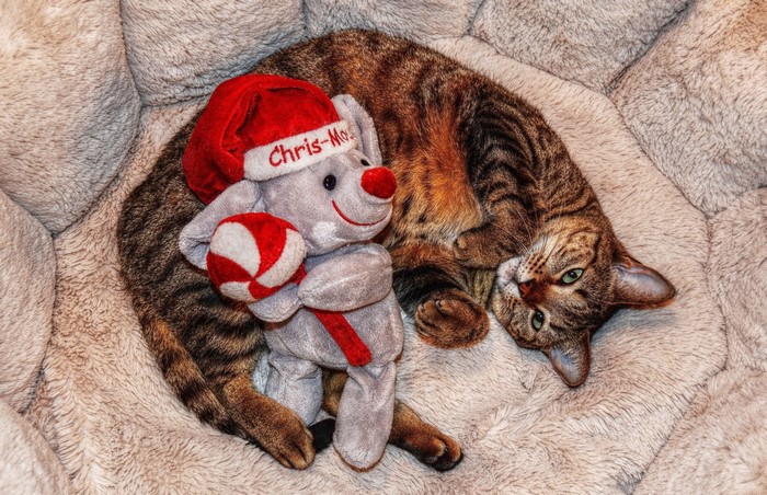 Cat with Christmas Toy
