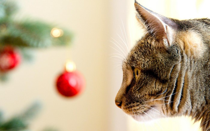 Tabby cat looking at a Christmas tree