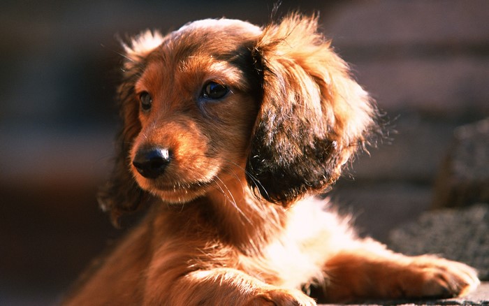 Long-haired Dachshund puppy