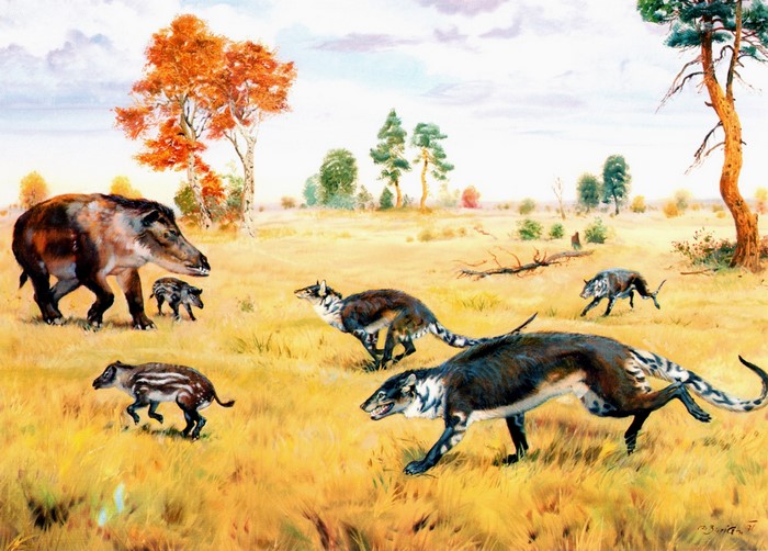 Cynodictis and Bothriodon prehistoric mammals