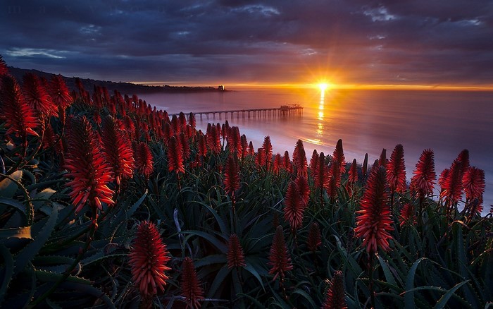 Sunset over the ocean with red flowers and a pier