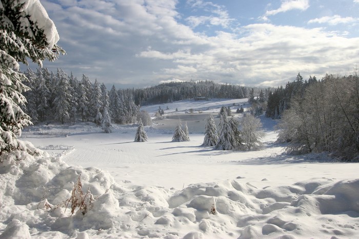 Snowy landscape with trees and a lake