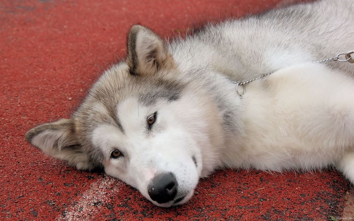 Husky dog lying on red surface