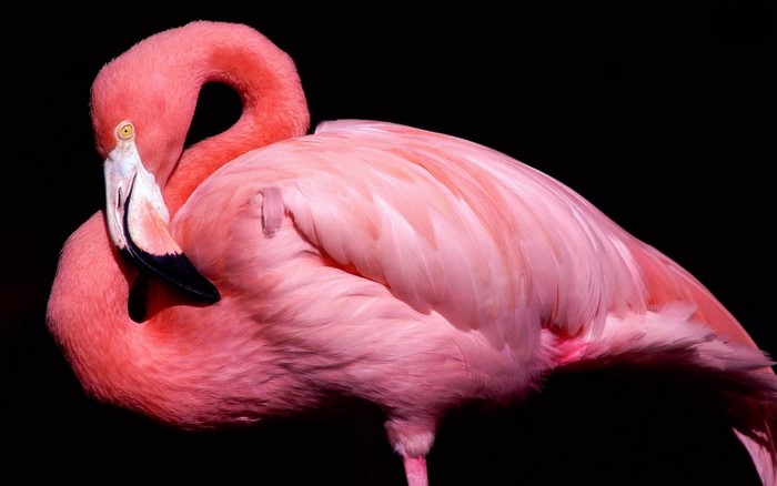 Pink Flamingo Bird