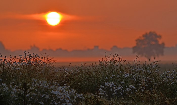 Sunrise over a misty field with wildflowers