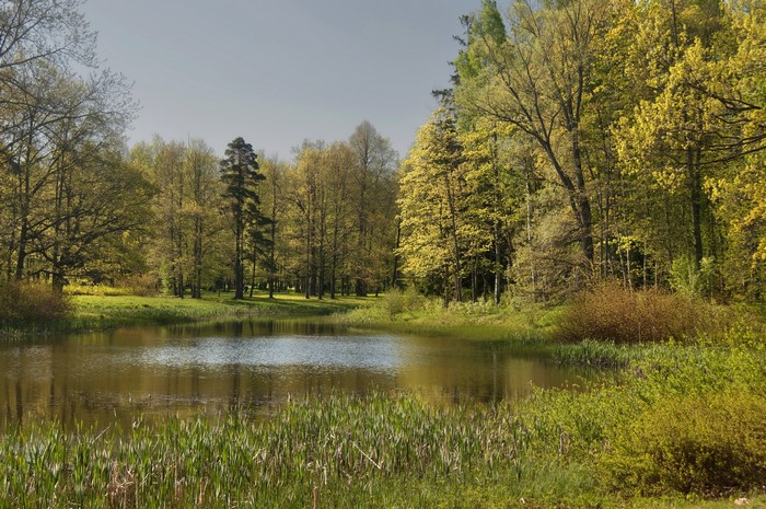 Park with a pond and trees in spring