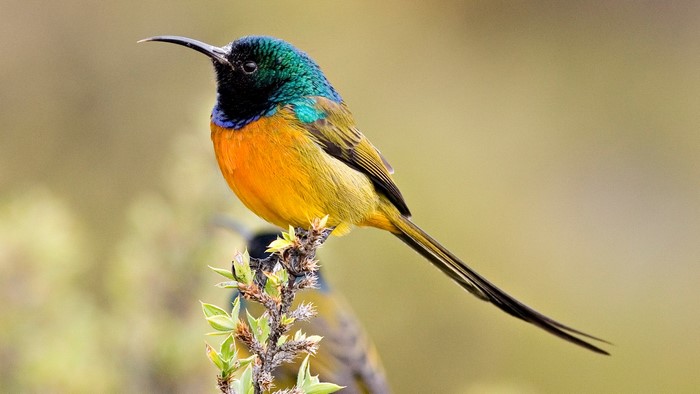 A colorful sunbird perched on a branch