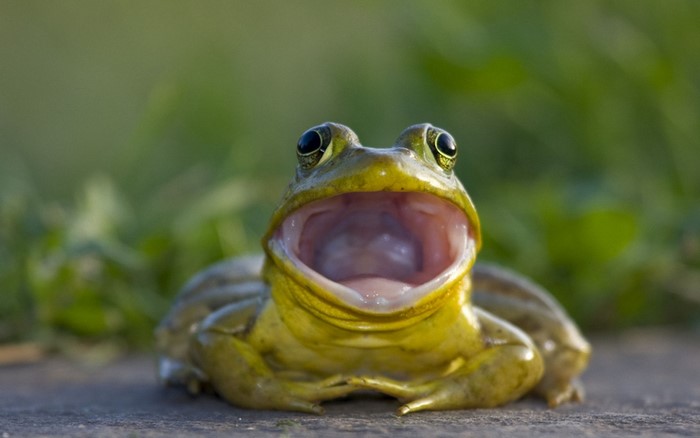 A frog with its mouth open
