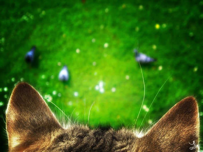 Cat's ears looking at pigeons on grass