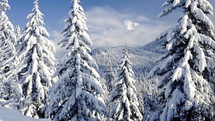 Snow-covered pine trees in a mountain landscape