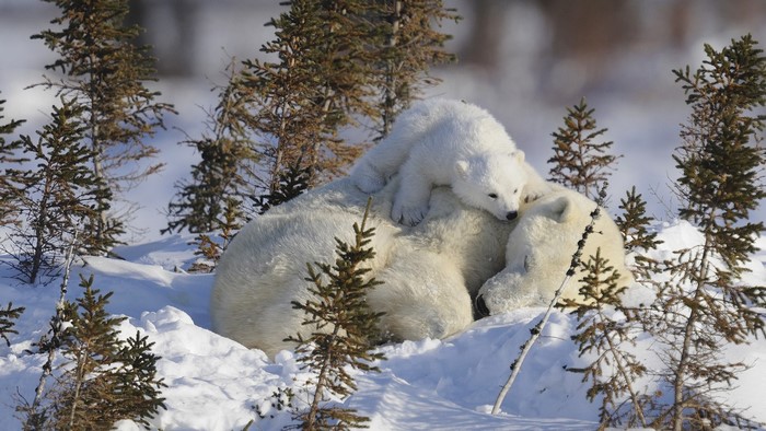 Polar bear mother and cub in snowy forest