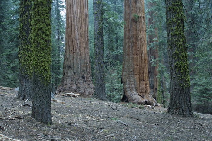 Giant Sequoia trees in Sequoia National Park, California