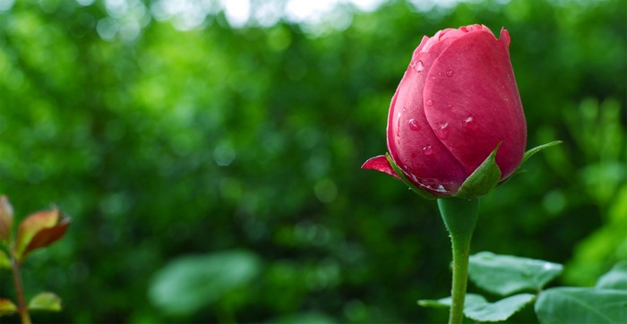 Pink rose bud with water droplets