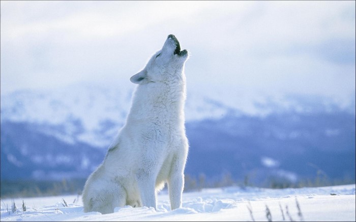 White wolf howling in a snowy landscape