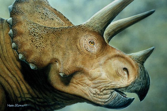 Triceratops dinosaur painting by Mark Rohkoff