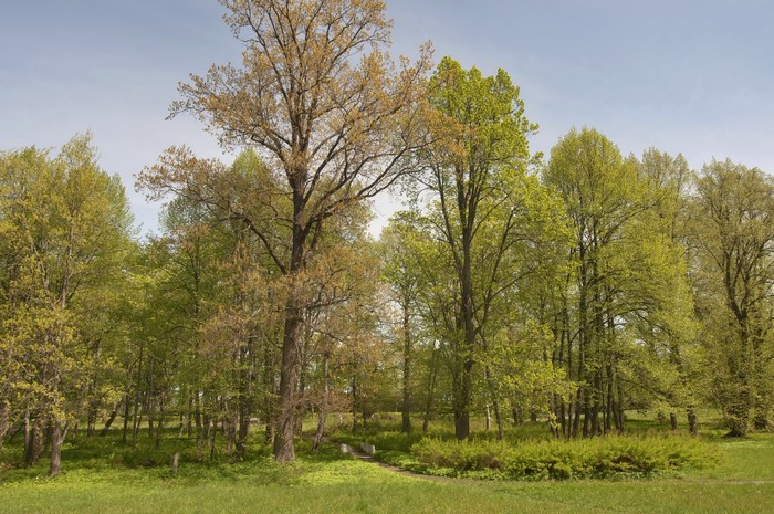 Park with trees and a small bridge