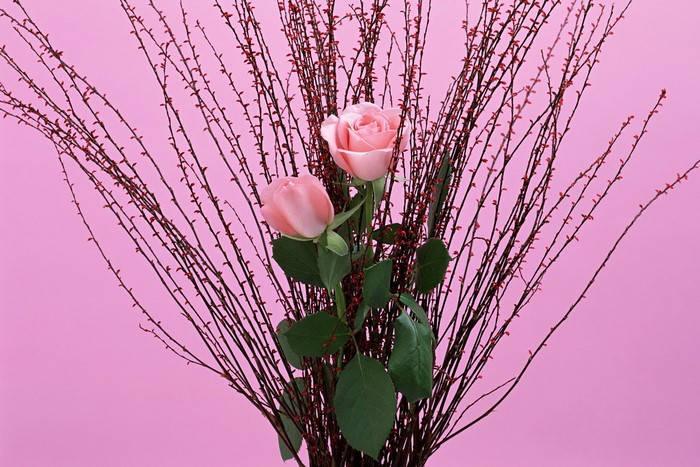 Two pink roses with branches on pink background