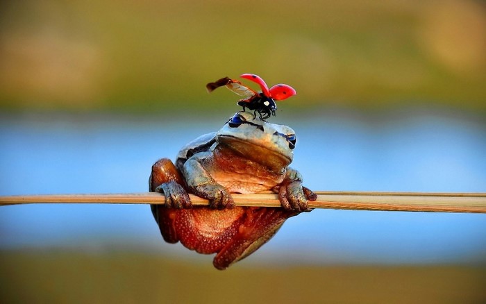 Frog with ladybug on its head sitting on a branch