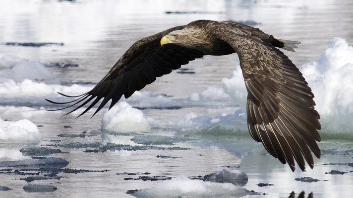 White-tailed eagle flying over icy water