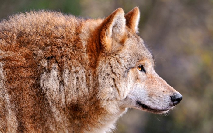 Close-up profile of a wolf