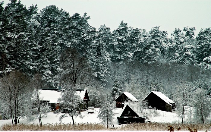 Snowy forest with cabins