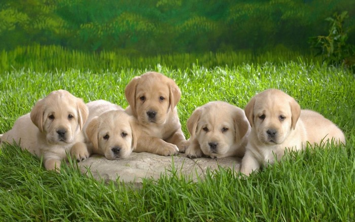 Five Labrador puppies lying on grass