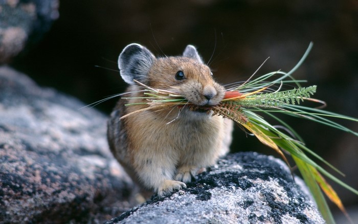 Pika carrying grass in its mouth on rocks