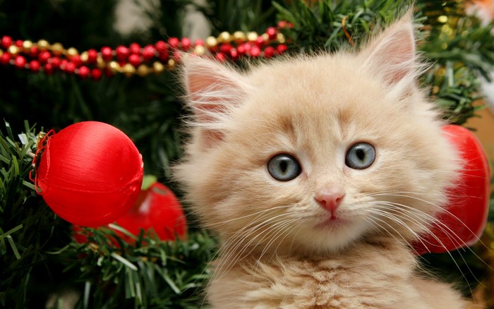 Fluffy kitten with blue eyes near Christmas tree