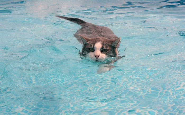 Cat swimming in a blue swimming pool
