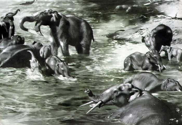 Trilophodon and Deinotherium in water