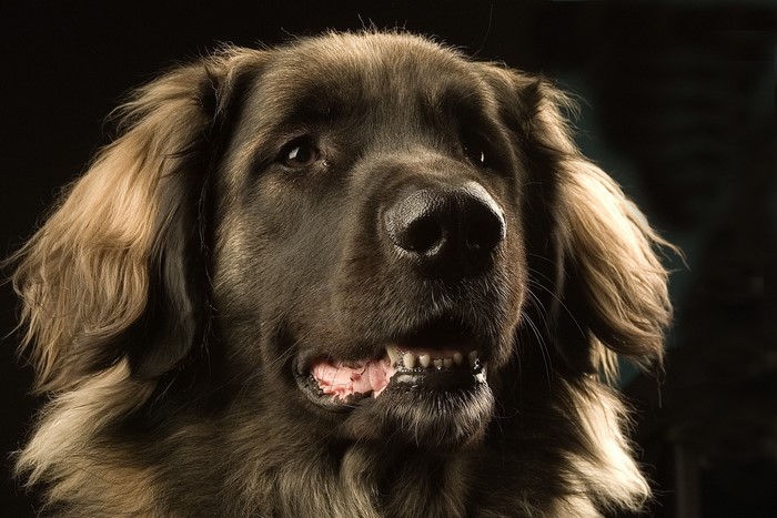 Leonberger dog with dark fur and light accents