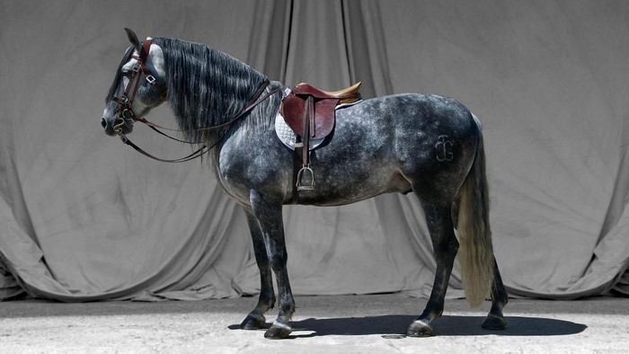 Dapple gray horse with saddle and bridle