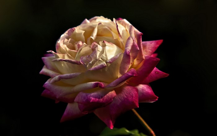 A bi-colored rose with cream and pink petals