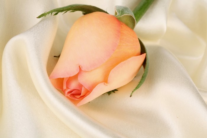 Peach rose bud on cream silk fabric