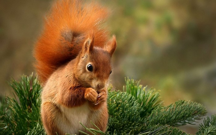 Red squirrel eating on a pine branch