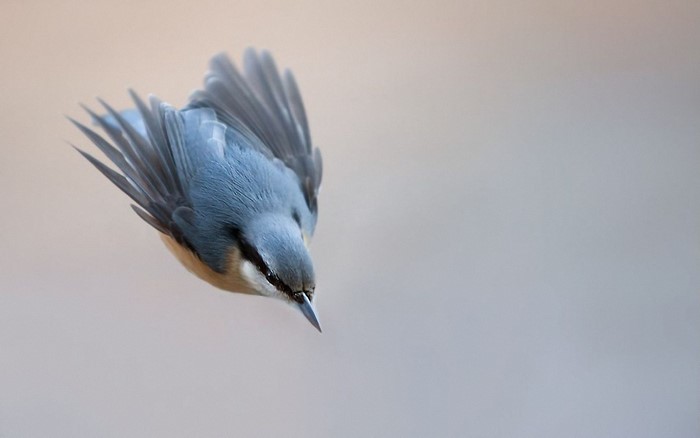 A nuthatch bird in mid-air