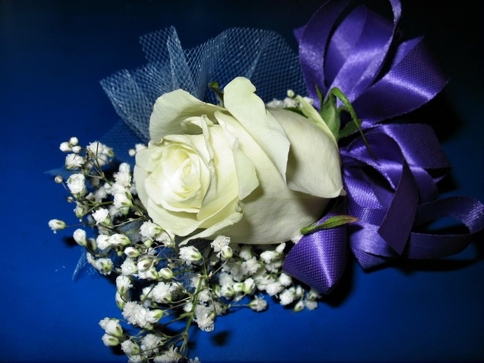 White rose corsage with purple ribbon and baby's breath